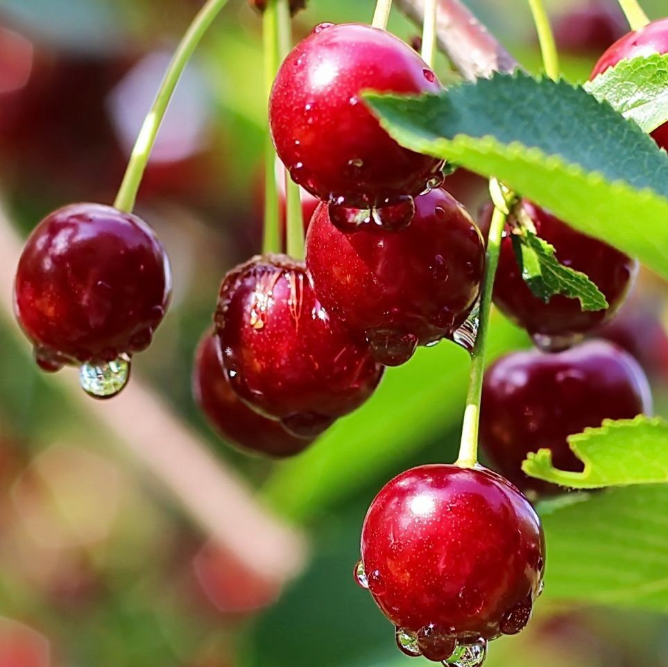 Вишня обыкновенная Десертная Морозовой (в тубе)